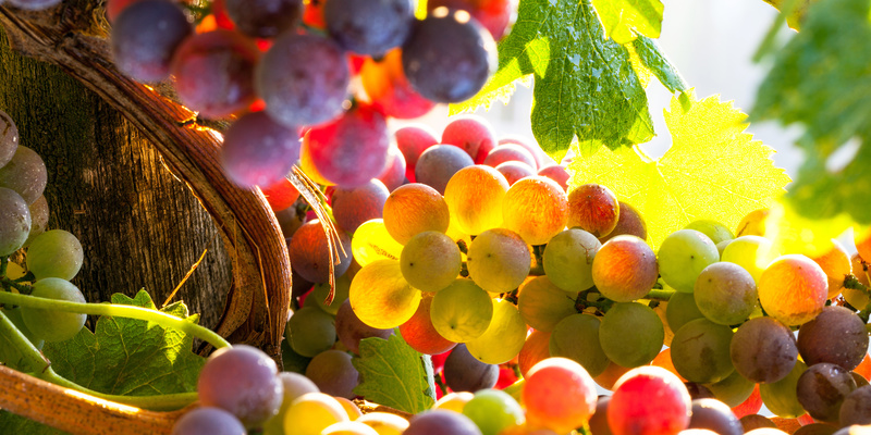 UVA, VIGNE, AROMI PRIMARI