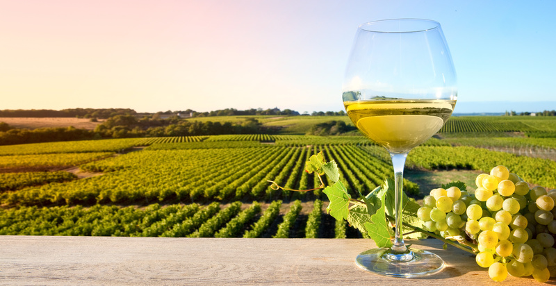 Bicchiere di vino bianco, vigne, uve, selezione di vini bianchi