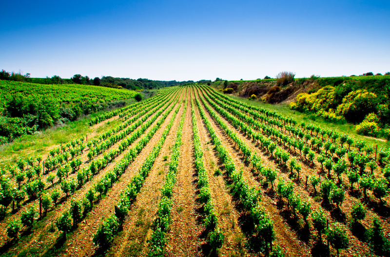 agricoltura biologica, vigne
