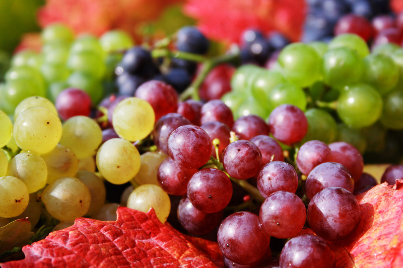 grappoli d’uva da agricoltura biodinamica