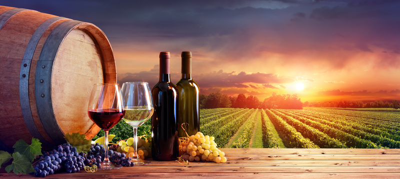 vino bio, vigne, calici di vino, bottiglie di vino, botte