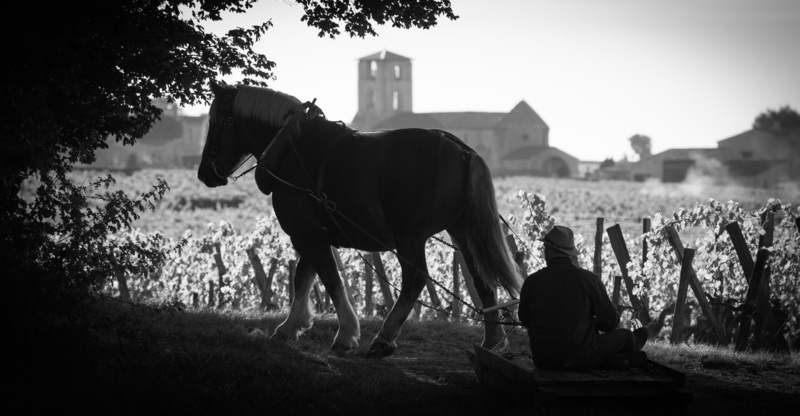 cavallo da soma e biodinamica fra le vigne