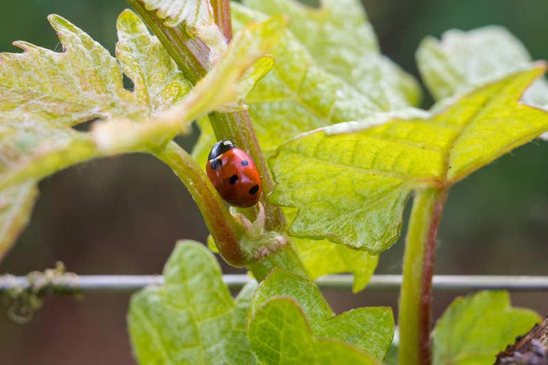 biodinamica, coccinella, vigna