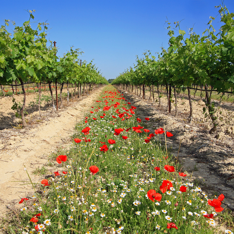 papaveri e biodinamica fra le vigne