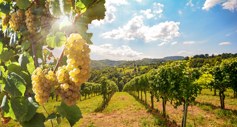 chablis aoc