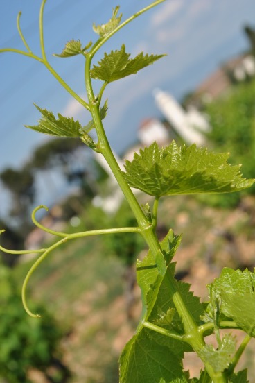 Xavier Vignon, grenache