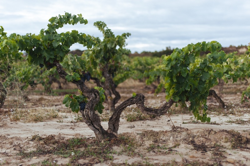 rioja vignoble