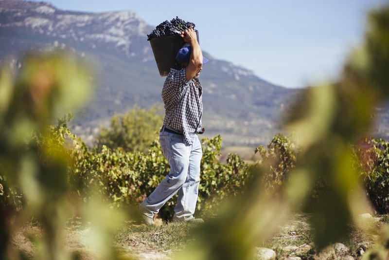 rioja vignoble