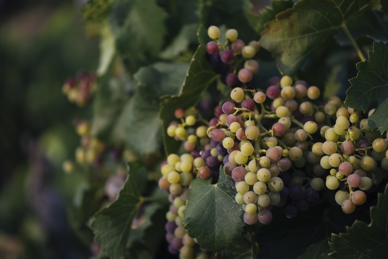 rioja vignoble