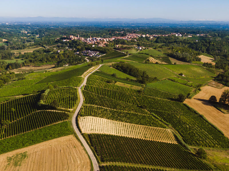 monde vigne