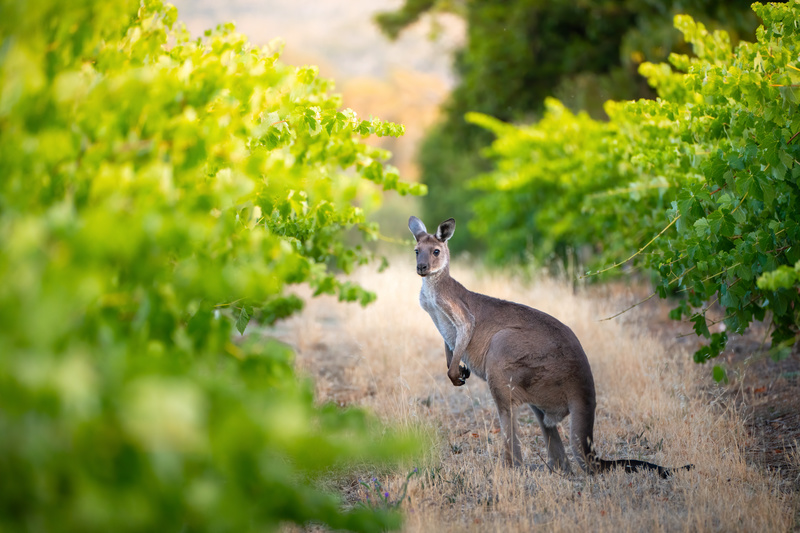 vin australien, vin d’australie, vin du monde