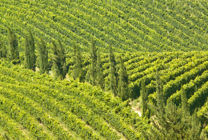 montepulciano d’abruzzo