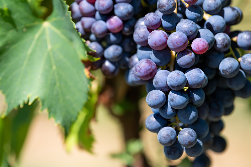 Montepulciano