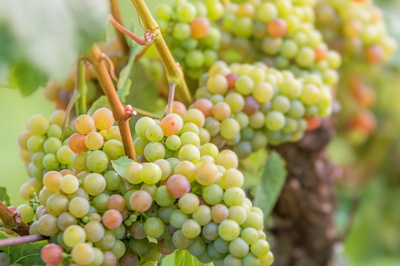 vin du jura, vin jaune, vin de paille, macvin