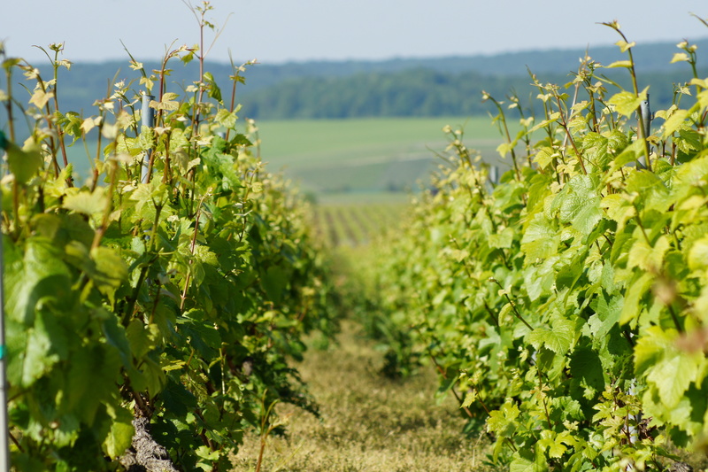 champagne, petit producteur, achat champagne, vigneron indépendant
