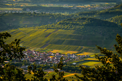 Vins du jura, vin jaune, vin de paille, vin rouge, vin blanc, macvin, percée du vin jaune