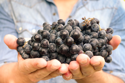 Vino vegan, produttori e aziende