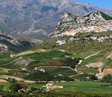 Cépage corse