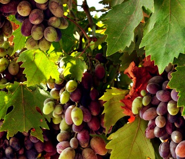Vignoble du Sud-Ouest