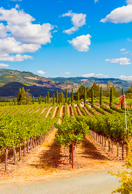 Vignoble en Californie Vignoble en Californie