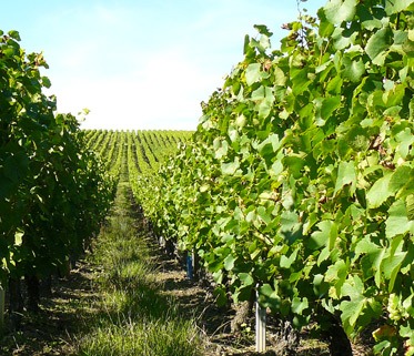 Cépage Savagnin