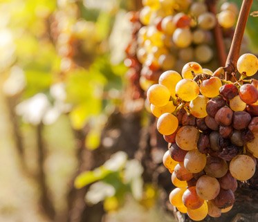 Vignoble d'Alsace