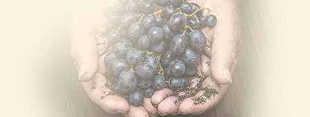Nos valeurs, et notre politique tarifaire respectueuse du vignerons