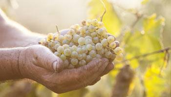Relazione di fiducia - Vinatis