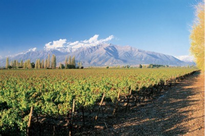 Vignoble de Puente Alto, Chili
