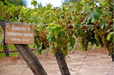 Cépages argentins Torrontés et Tannat