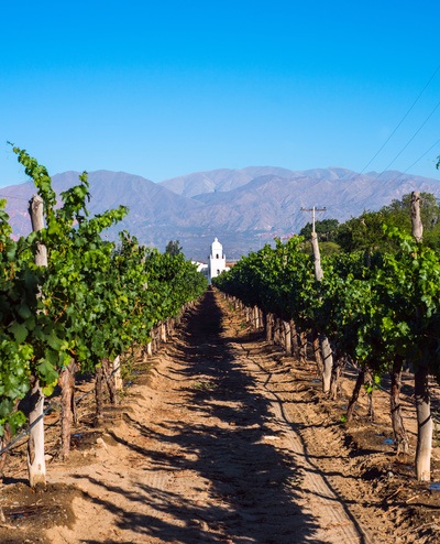 Vignoble de Cafayate, Argentine