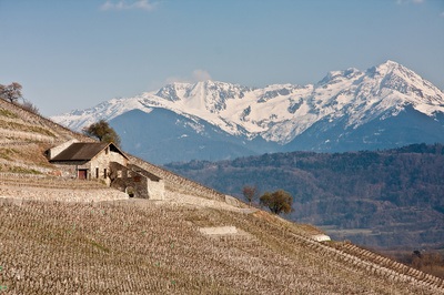 vini della Savoia